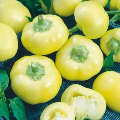 Paprika ročná Jablina F1 - Capsicum annuum - semená - 10 ks