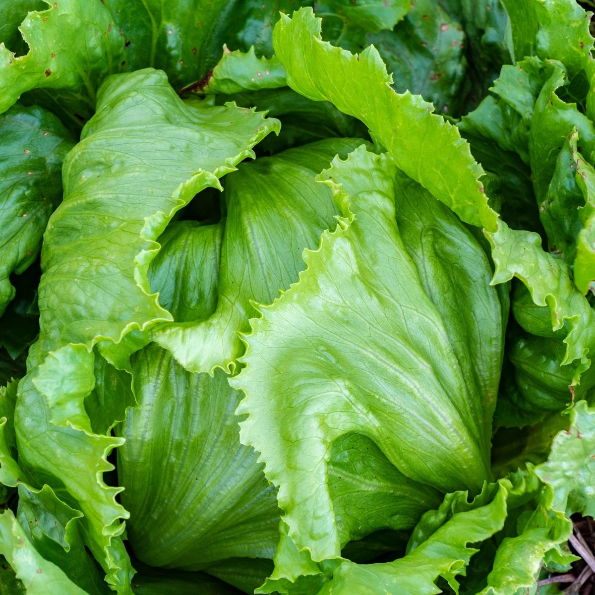 Šalát ľadový Stamir - Lactuca sativa L. var. capitata - semená - 300 ks