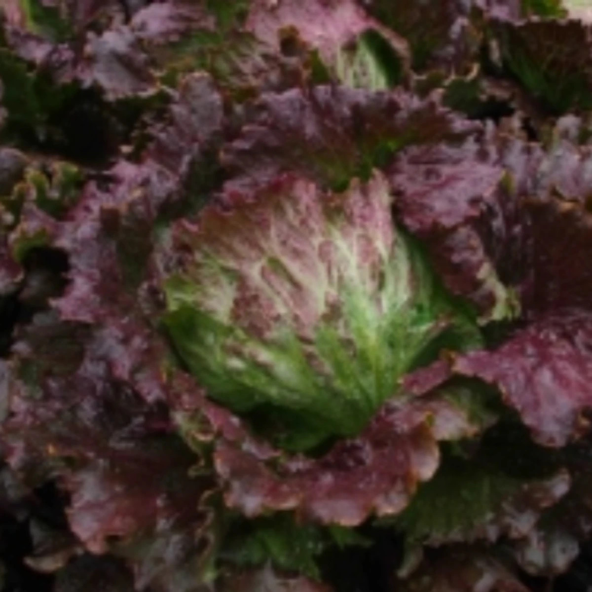 Šalát ľadový Derel - Lactuca sativa L. var. capitala - semená - 200 ks