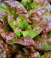 Šalát rímsky Galba - Lactuca sativa var. longifolia - semená - 200 ks