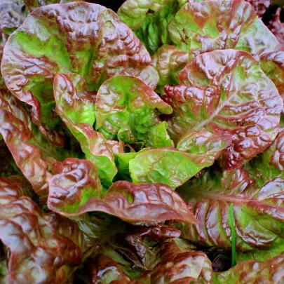 Šalát rímsky Galba - Lactuca sativa var. longifolia - semená - 200 ks