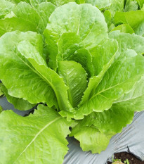 Šalát rímsky Bertolt - Lactuca sativa var. longifolia - semená šalátu - 200 ks