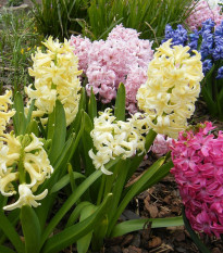 Zmes hyacintov - Hyacinthus mix - cibuľoviny - 5 ks