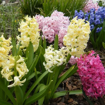 Zmes hyacintov - Hyacinthus mix - cibuľoviny - 5 ks