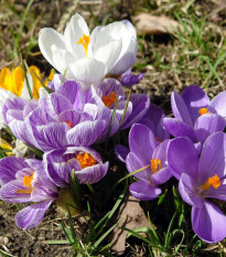 Zmes krókusov - Crocus mix - cibuľoviny - 15 ks