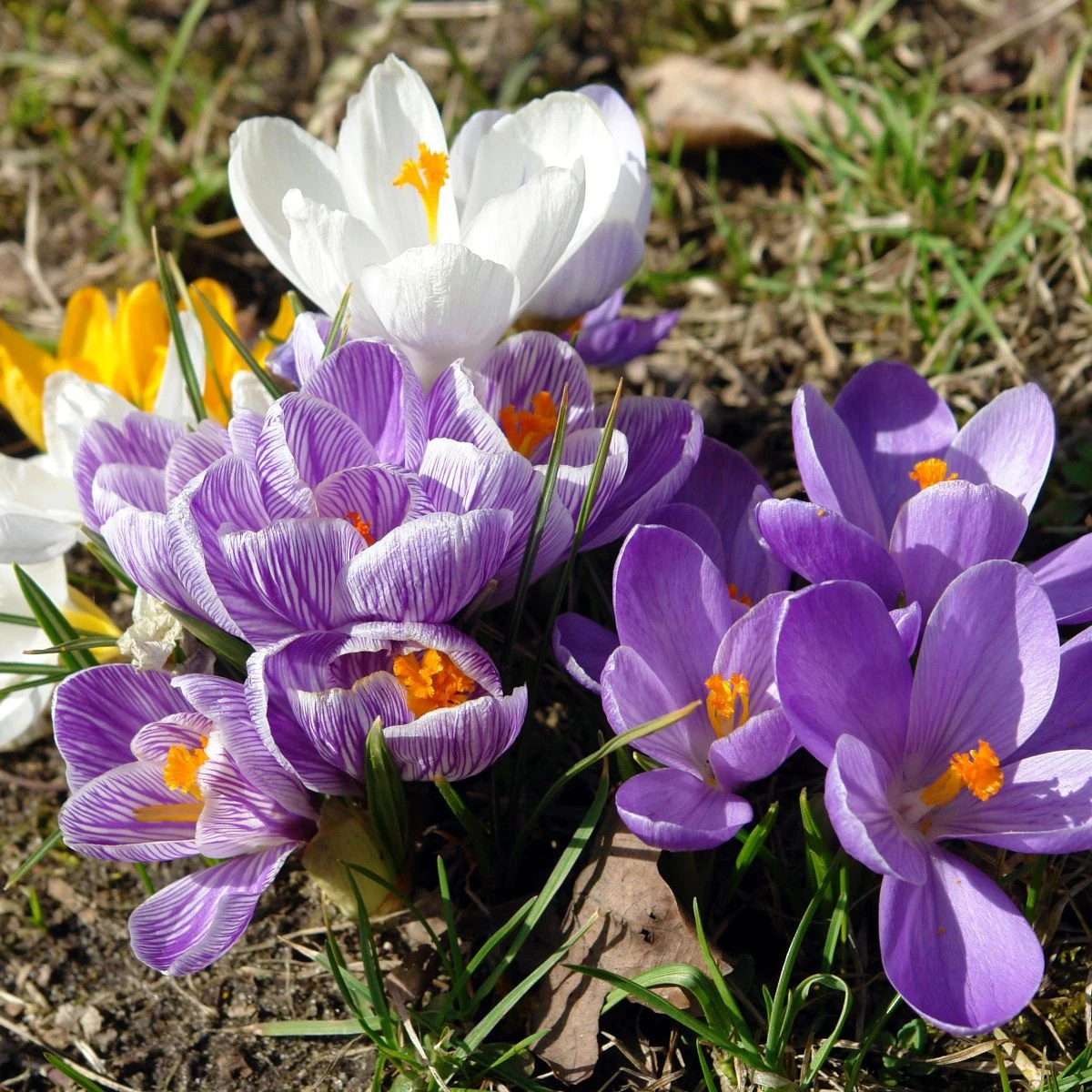 Zmes krókusov - Crocus mix - cibuľoviny - 15 ks