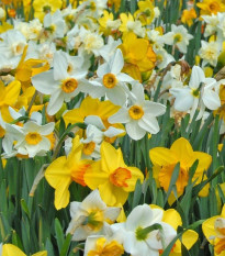 Zmes narcisov - Narcissus mix - cibuľoviny - 15 ks