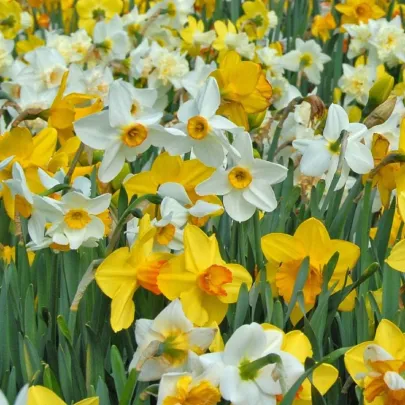 Zmes narcisov - Narcissus mix - cibuľoviny - 15 ks