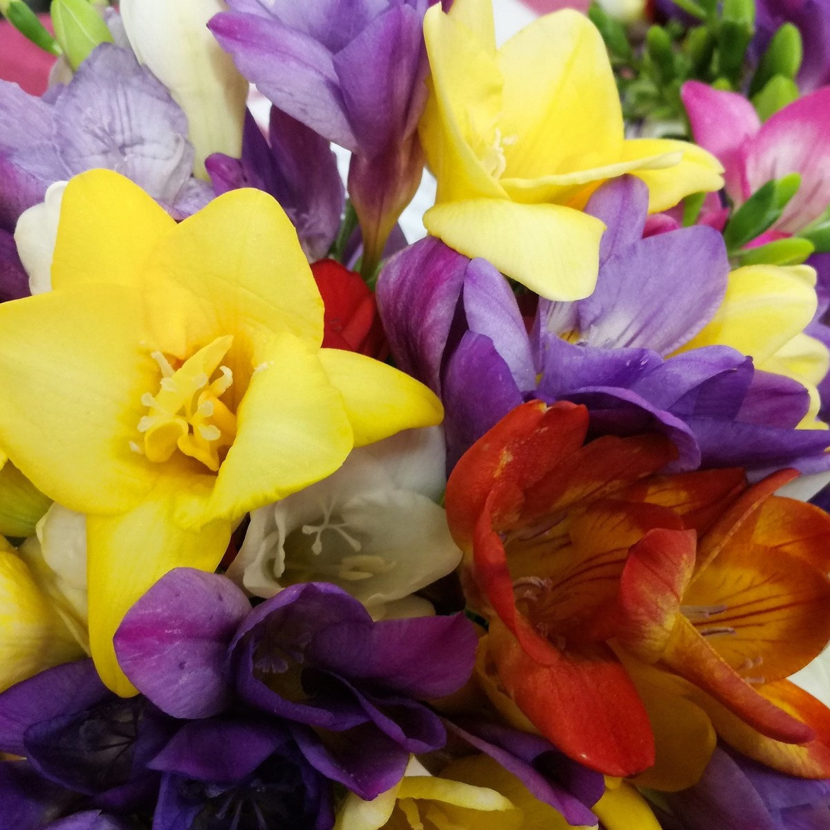 Zmes frézií - Freesia mix - cibuľoviny - 15 ks