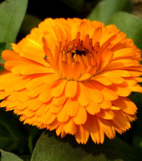 Nechtík lekársky Bon Bon oranžový - Calendula officinalis - semená - 20 ks