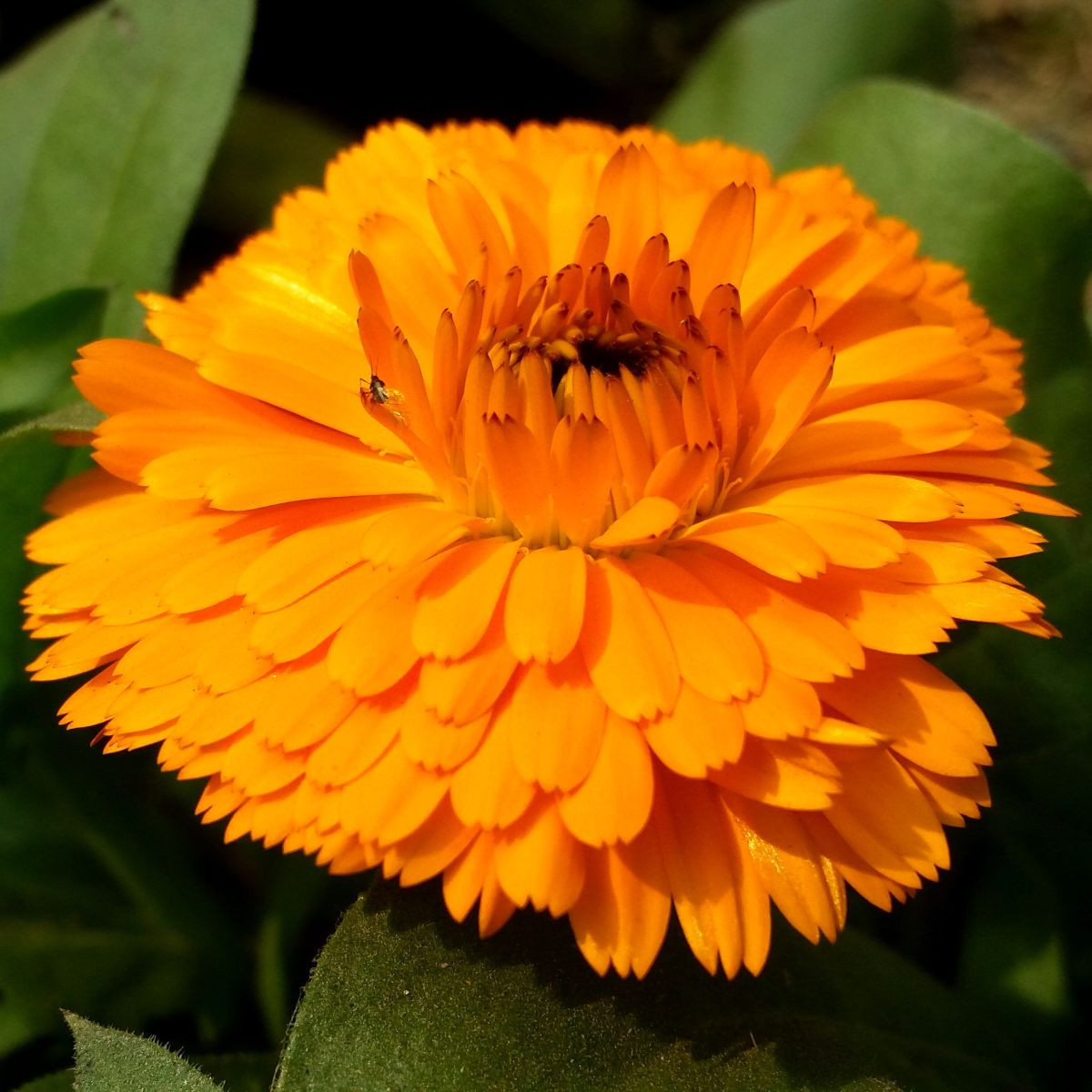 Nechtík lekársky Bon Bon oranžový - Calendula officinalis - semená - 20 ks