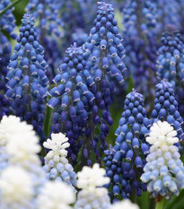 Zmes modríc - Muscari mix - cibuľoviny - 15 ks