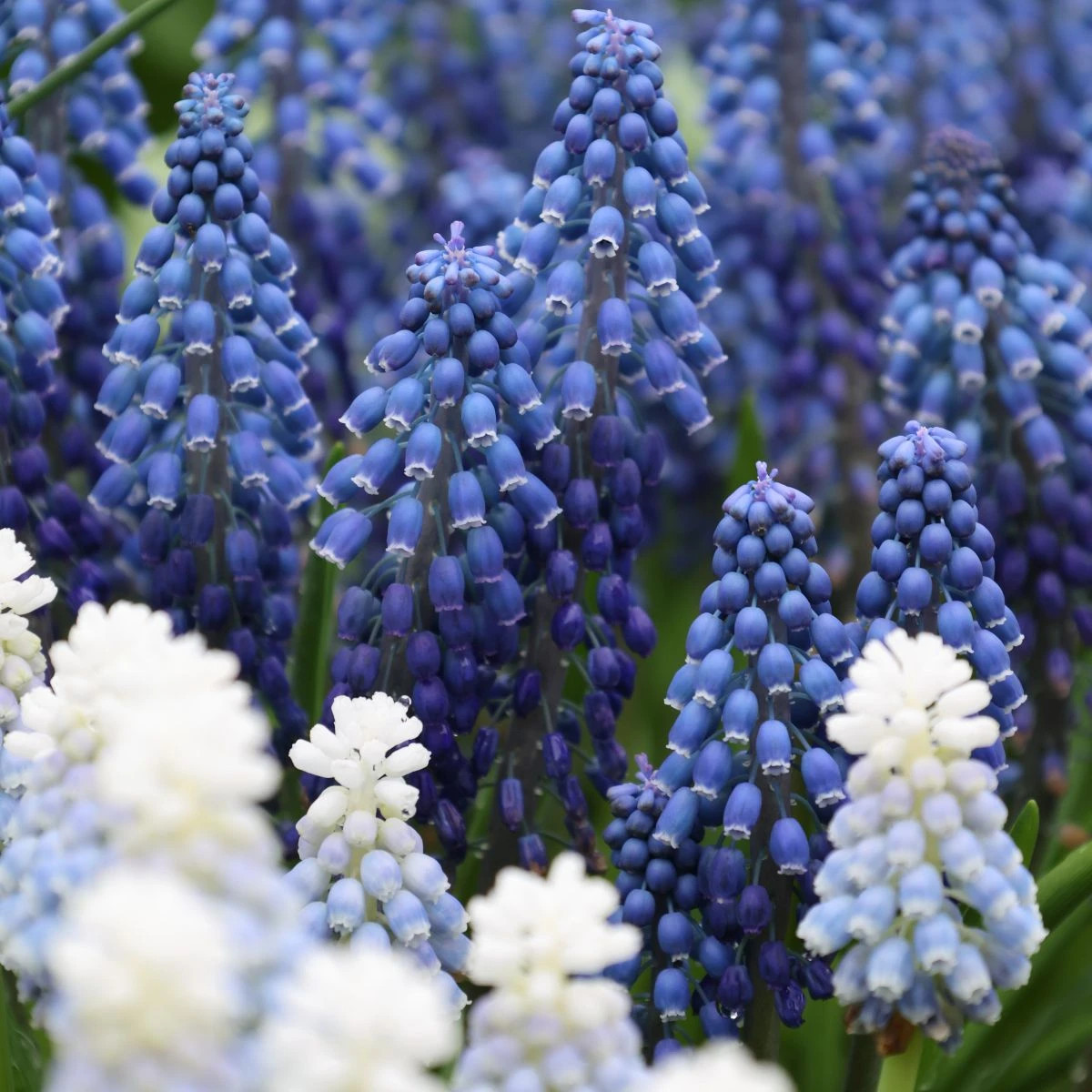 Zmes modríc - Muscari mix - cibuľoviny - 15 ks