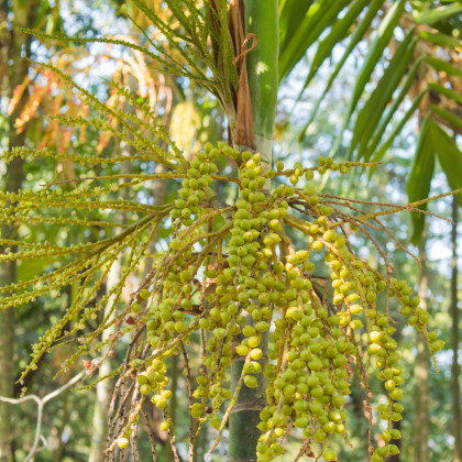 Palma - Ptychosperma - 3 ks - Ptychosperma macarthurii