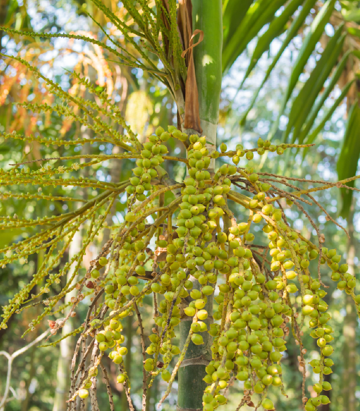 Palma - Ptychosperma - 3 ks - Ptychosperma macarthurii