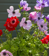 Zmes sasaniek - Anemone mix- cibuľoviny - 15 ks