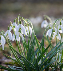 Zmes snežienok – Galanthus mix – cibuľky snežienok