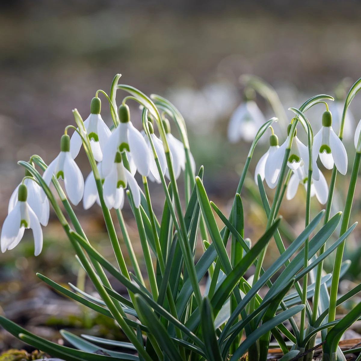 Zmes snežienok – Galanthus mix – cibuľky snežienok