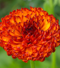 Nechtík lekársky Neon - Calendula officinalis - semená - 40 ks