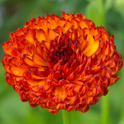 Nechtík lekársky Neon - Calendula officinalis - semená - 40 ks