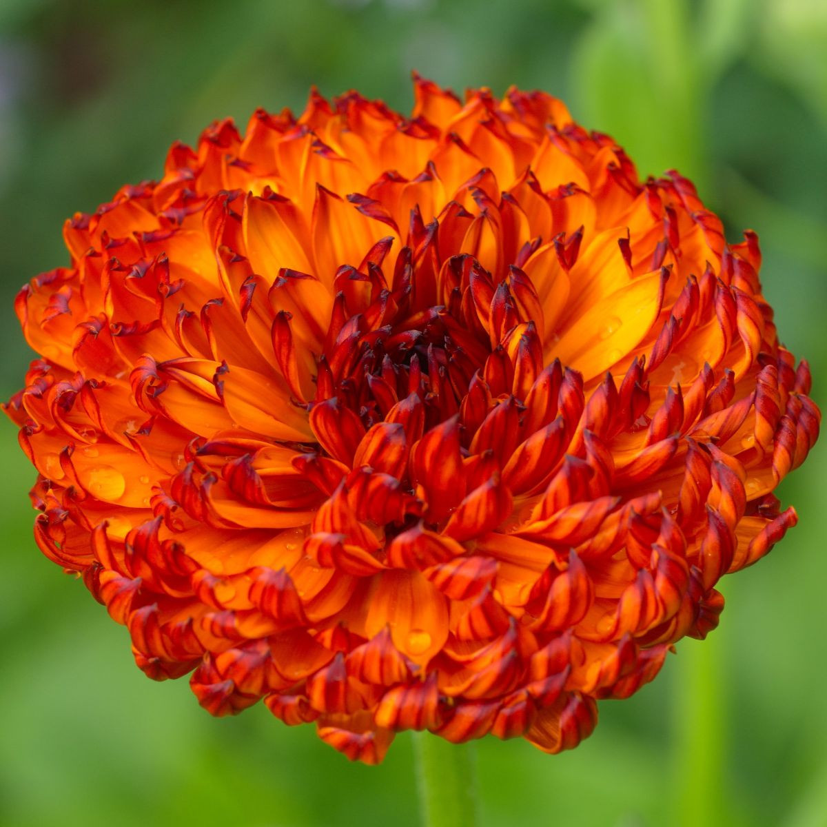 Nechtík lekársky Neon - Calendula officinalis - semená - 40 ks