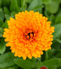 Nechtík lekársky Orange Double - Calendula officinalis - semená - 50 ks