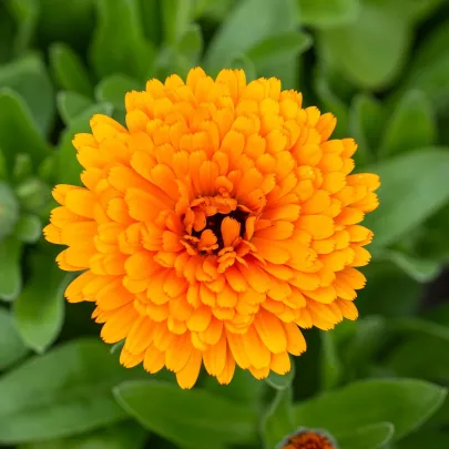 Nechtík lekársky Orange Double - Calendula officinalis - semená - 50 ks