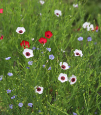 Ľan veľkokvetý zmes farieb - Linum grandiflorum - semená - 180 ks