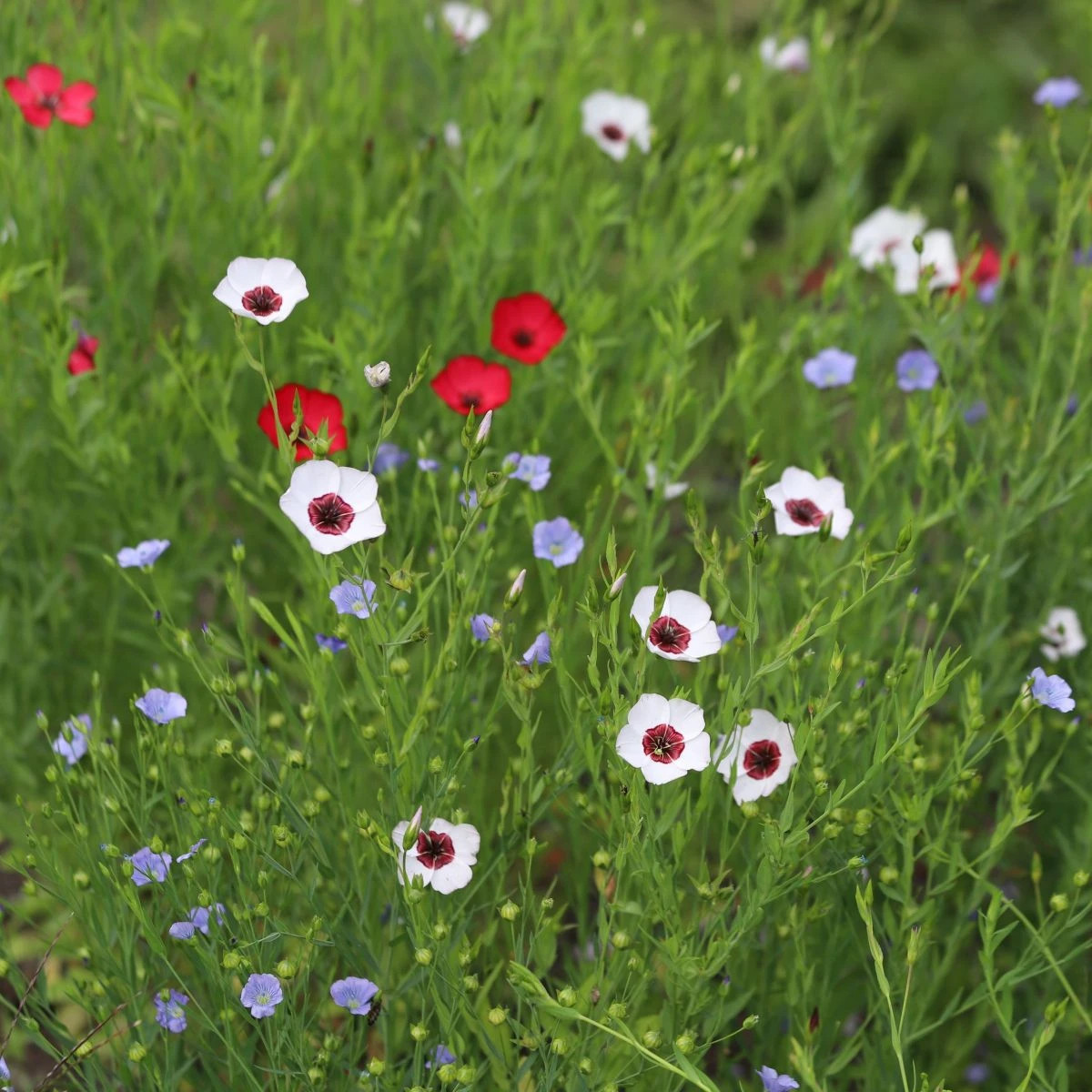 Ľan veľkokvetý zmes farieb - Linum grandiflorum - semená - 180 ks