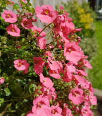 Ostrohatka barberina Pink Queen - Diascia barbeae - semená - 50 ks