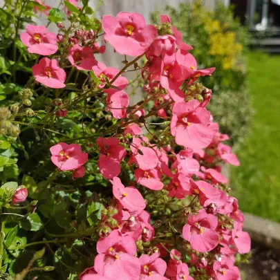 Ostrohatka barberina Pink Queen - Diascia barbeae - semená - 50 ks