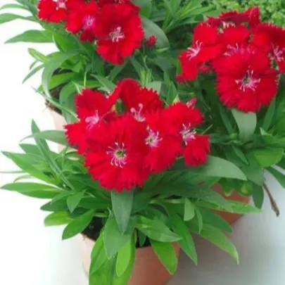 Klinček Chiba Red F1 - Dianthus interspecific - semená - 18 ks