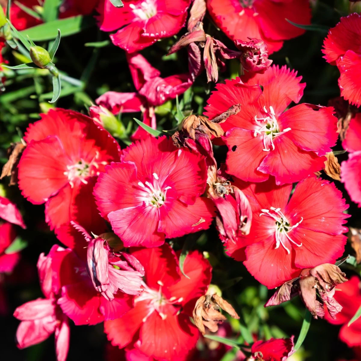 Klinček Chiba Red F1 - Dianthus interspecific - semená - 18 ks