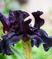 Kosatec nemecký Black Night - Iris germanica - hľuzy - 1 ks