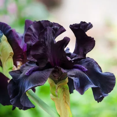 Kosatec nemecký Black Night - Iris germanica - hľuzy - 1 ks