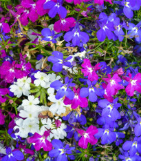 Lobelka previsnutá Color Cascade - Lobelia erinus pendula - semená - 500 ks