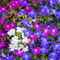 Lobelka previsnutá Color Cascade - Lobelia erinus pendula - semená - 500 ks