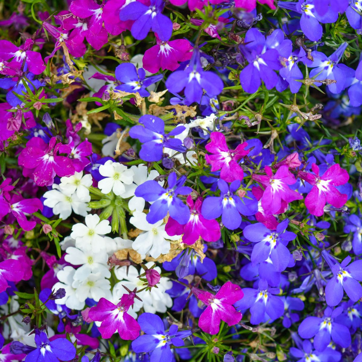 Lobelka previsnutá Color Cascade - Lobelia erinus pendula - semená - 500 ks