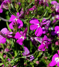 Lobelka drobná Riviera Rose - Lobelia erinus - semená - 500 ks