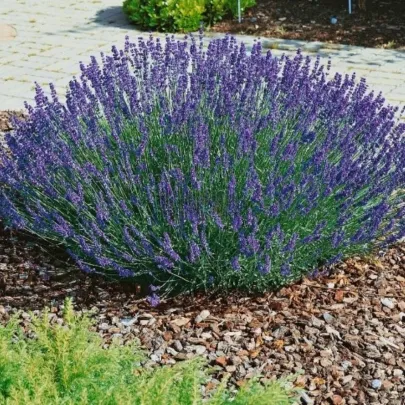 Levanduľa lekárska Provence - Lavandula angustifolia - semená - 15 ks