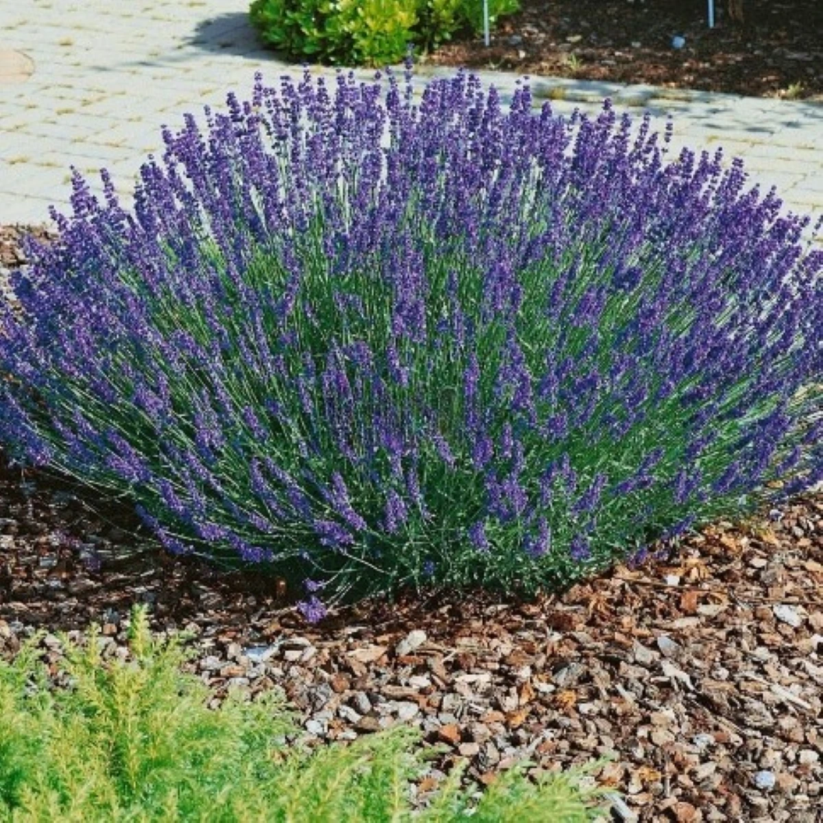 Levanduľa lekárska Provence - Lavandula angustifolia - semená - 15 ks