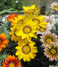 Gazánia Kiss Flame Mix F1 - Gazania rigens - semená - 18 ks