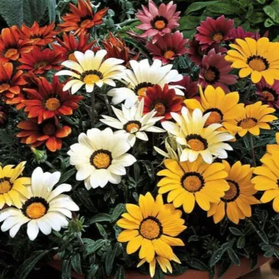 Gazánia Kiss Flame Mix F1 - Gazania rigens - semená - 18 ks