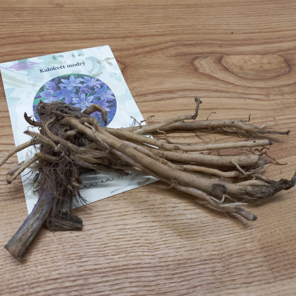 Kalokvet modrý - Agapanthus praecox - voľnokorenné sadenice - 1 ks