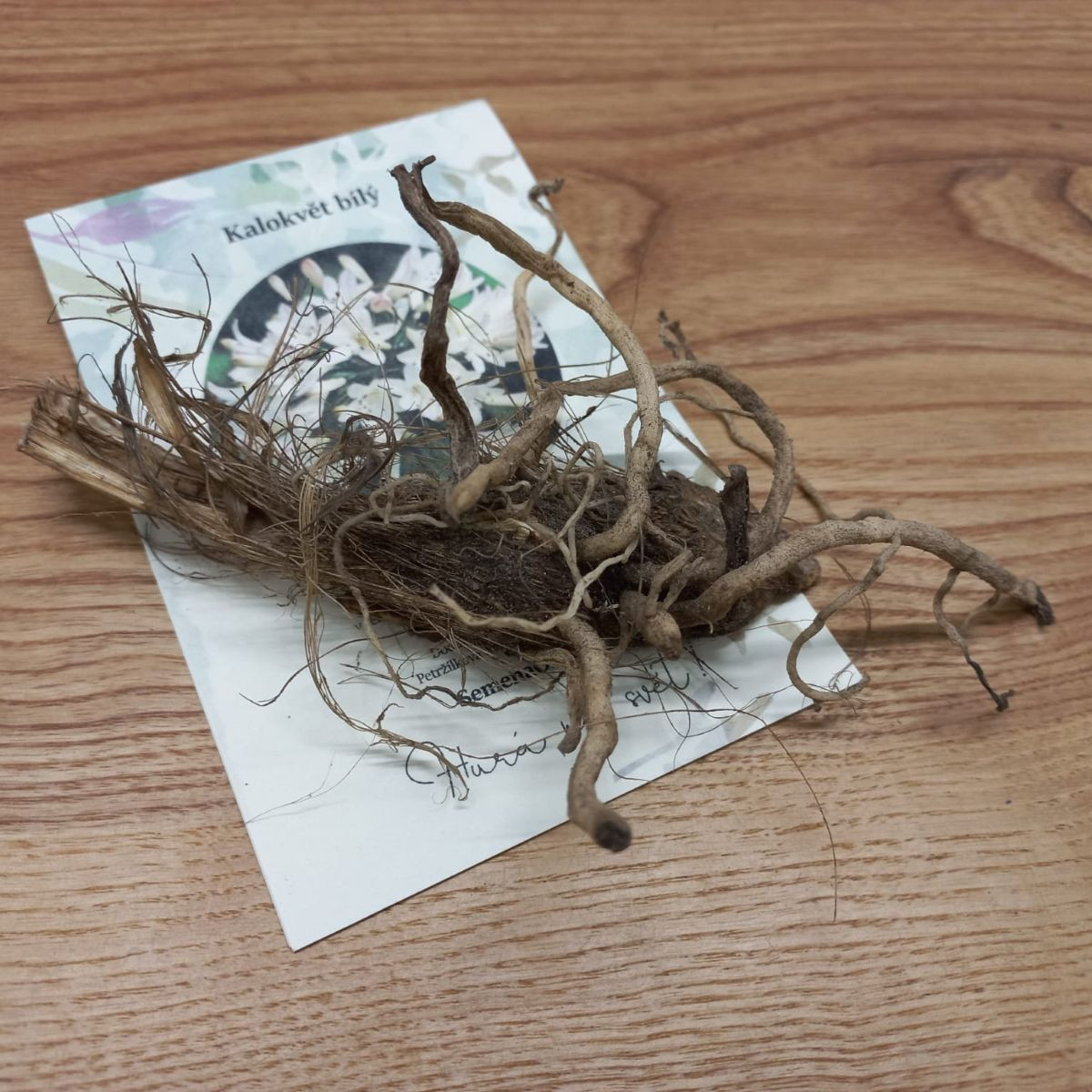 Kalokvet biely - Agapanthus praecox - voľnokorenné sadenice - 1 ks