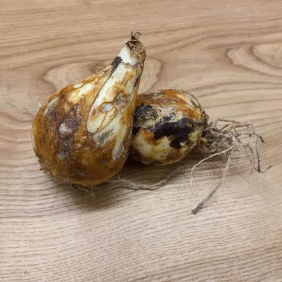 Ladoník modrý - Camassia - cibuľoviny - 2 ks