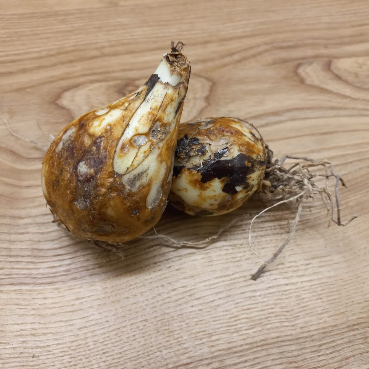 Ladoník modrý - Camassia - cibuľoviny - 2 ks