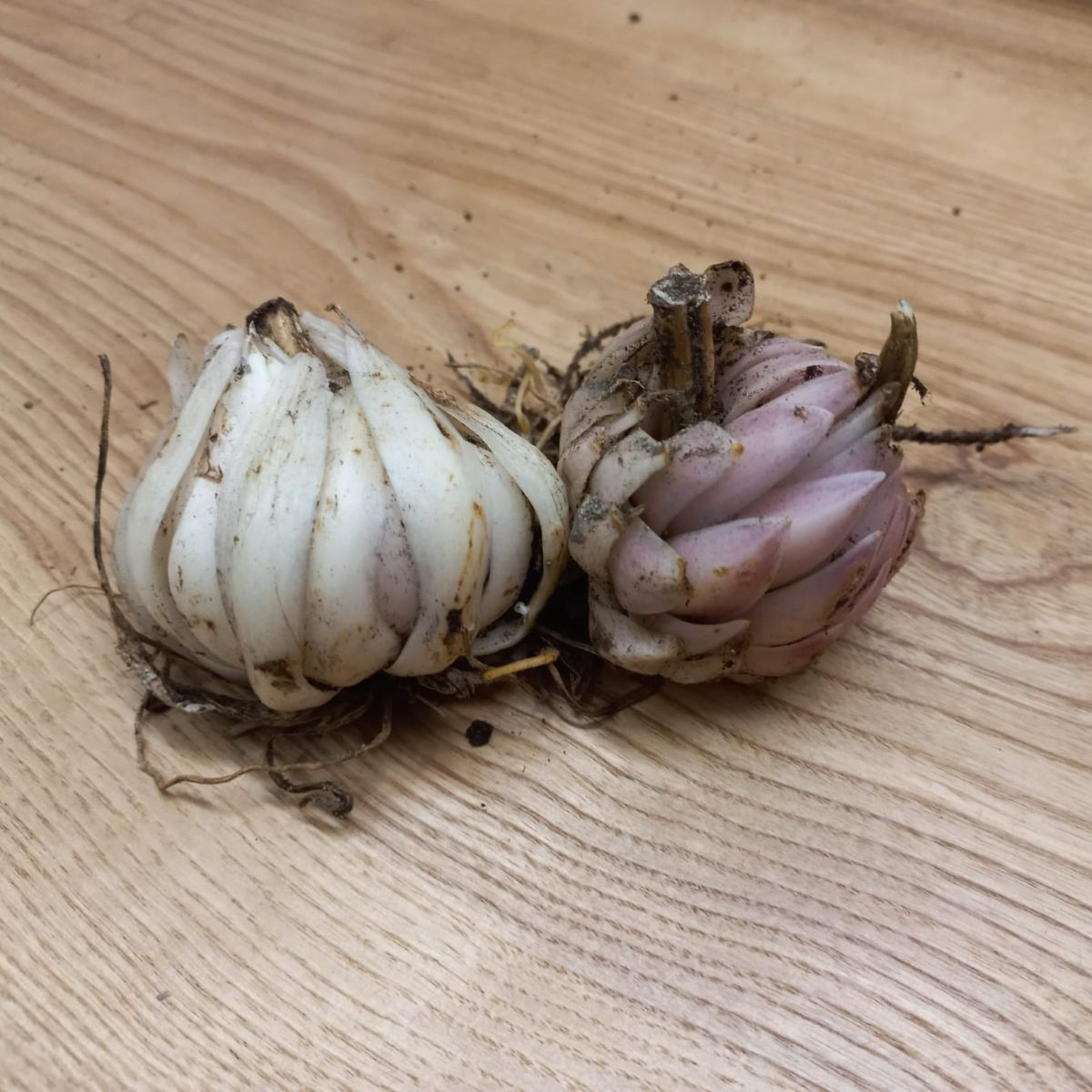 Ľalia biela liečivá Sw. Antoniego - Lilium candidum - cibuľoviny - 1 ks