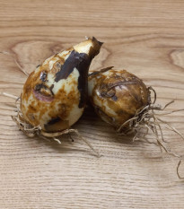 Ladoník bledomodrý - Camassia cusickii - cibuľoviny - 2 ks