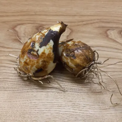 Ladoník bledomodrý - Camassia cusickii - cibuľoviny - 2 ks